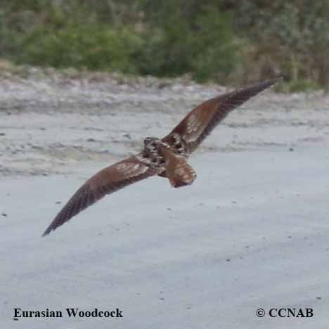 Birds of North America
