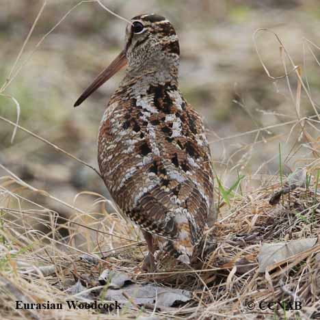 Birds of North America