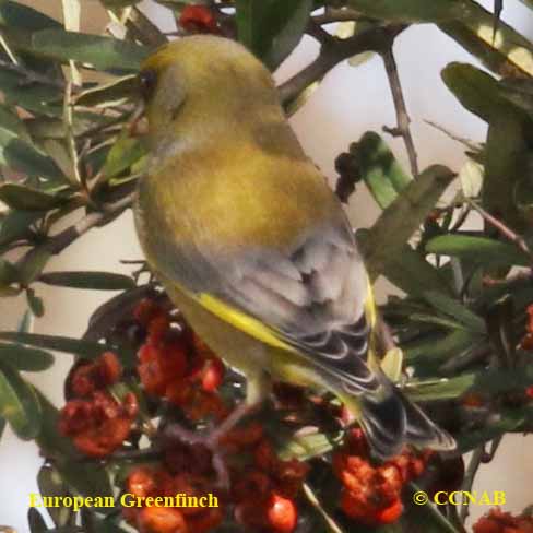 Birds of North America