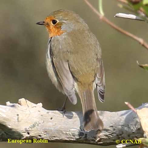Birds of North America