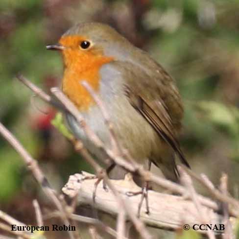 Birds of North America