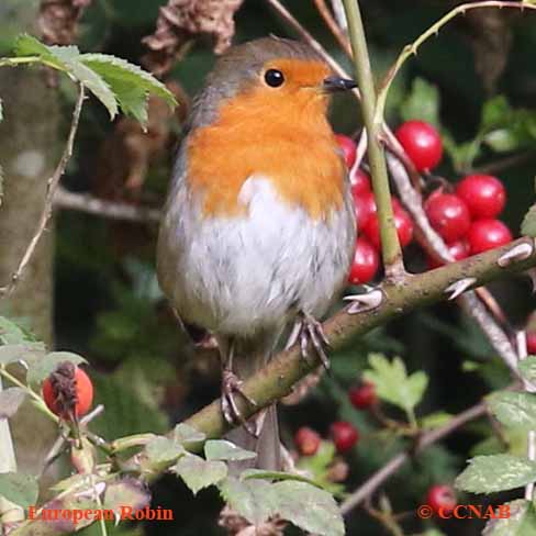 Birds of North America