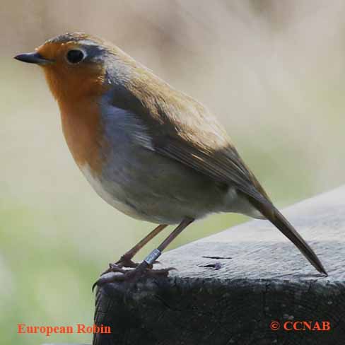 Birds of North America