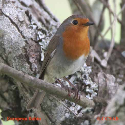 Birds of North America