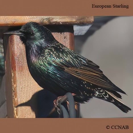 North American Starlings