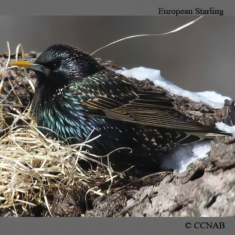 European Starling