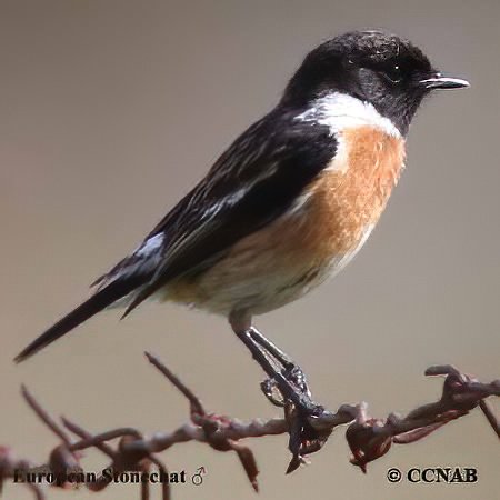 Birds of North America