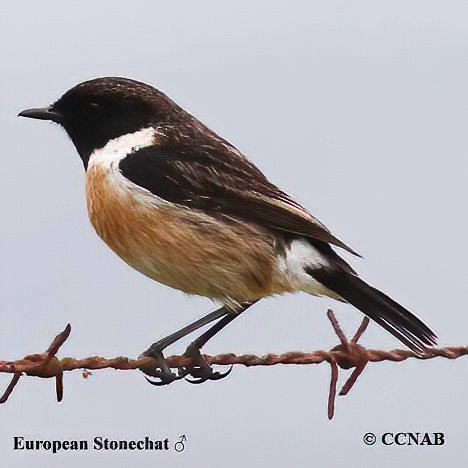 Birds of North America