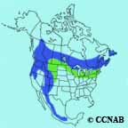 Evening Grosbeak range map