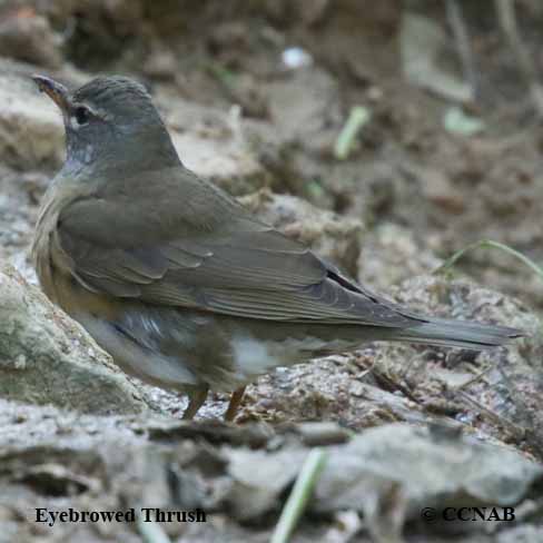 Birds of North America