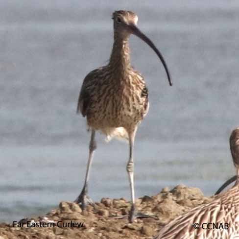 Birds of North America