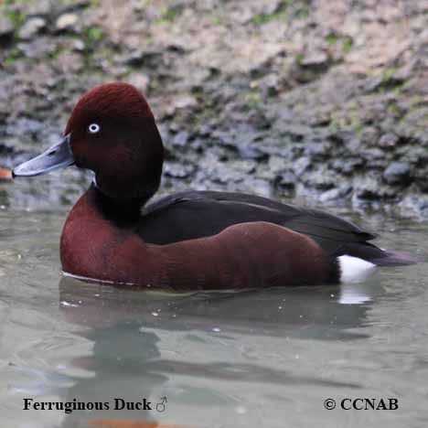 Ferruginous Duck