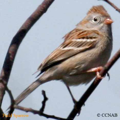 Field Sparrow