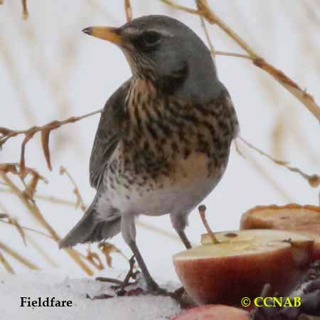 Birds of North America