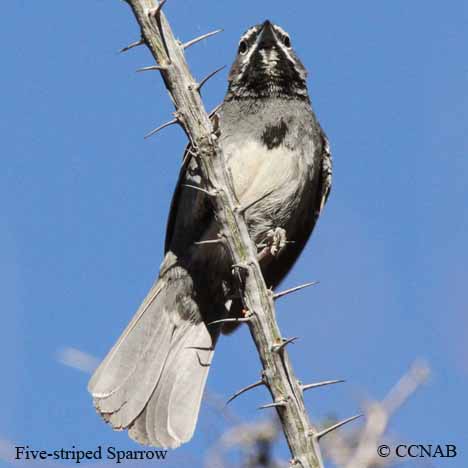 Birds of North America