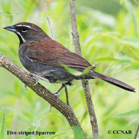 Five-striped Sparrow