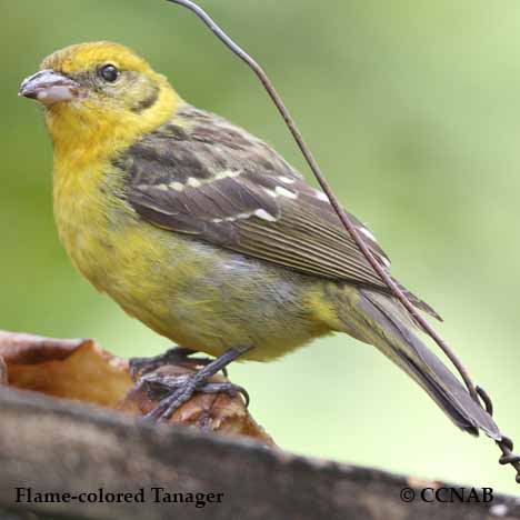 Birds of North America