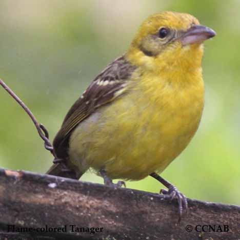 Birds of North America