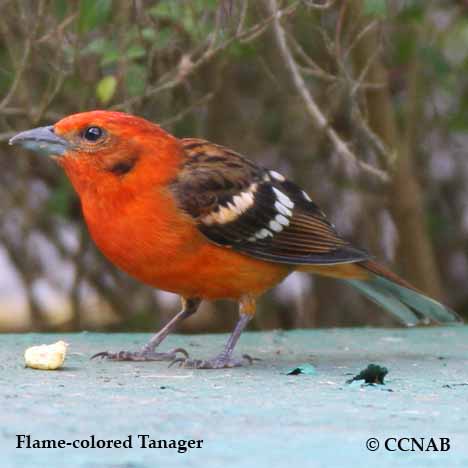 Birds of North America