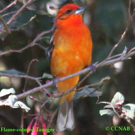 Birds of North America
