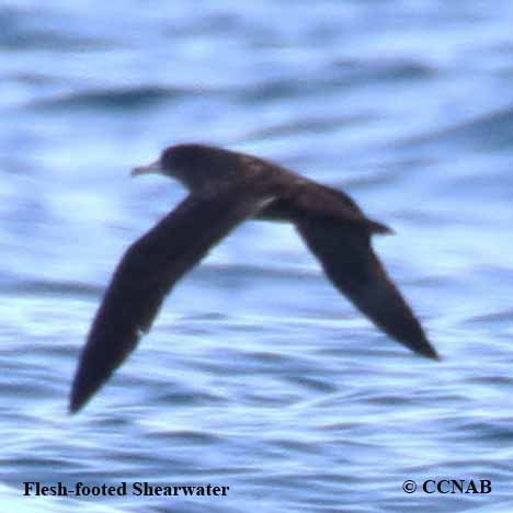 Flesh-footed Shearwater