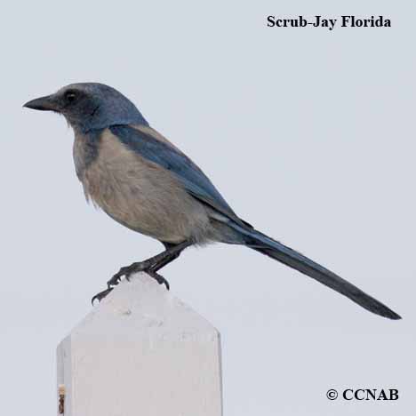 Birds of North America