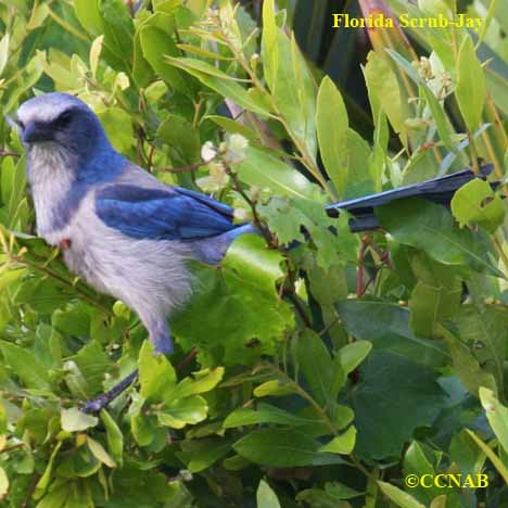 Birds of North America