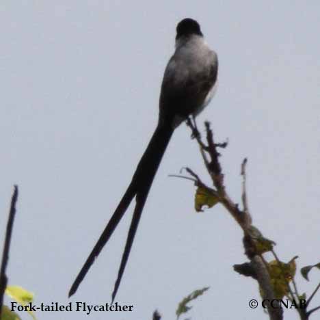 Birds of North America