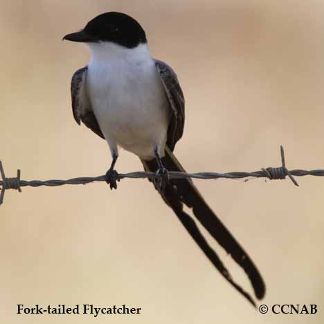 Birds of North America