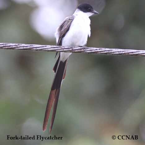 Birds of North America