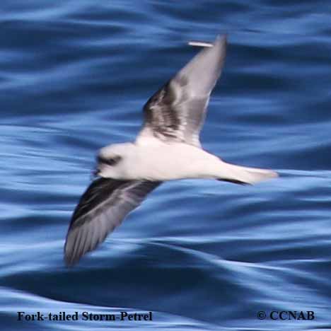 Birds of North America