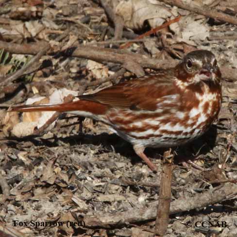 North American Sparrows