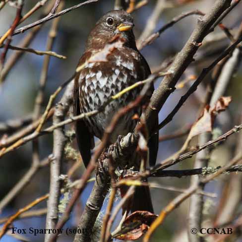 Birds of North America