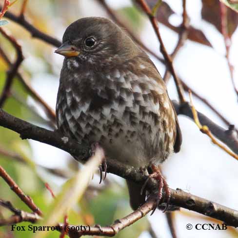 Birds of North America