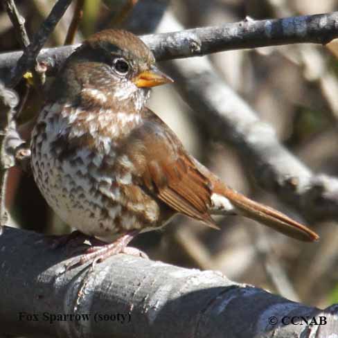 Birds of North America