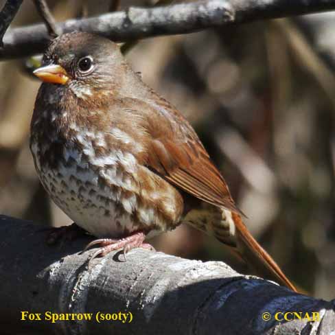 Fox Sparrow