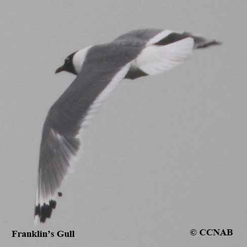 CCNAB