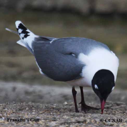 North American Birds songs and calls