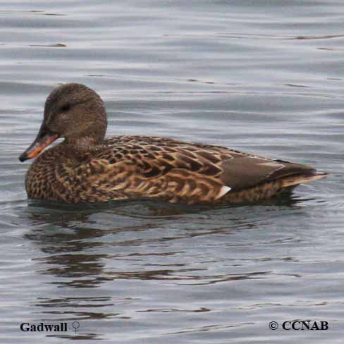 Birds of North America