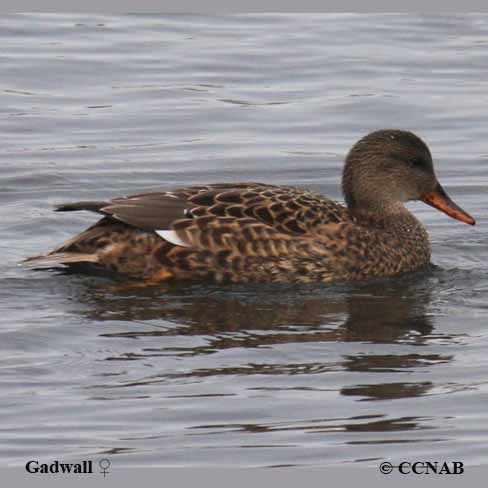 Birds of North America