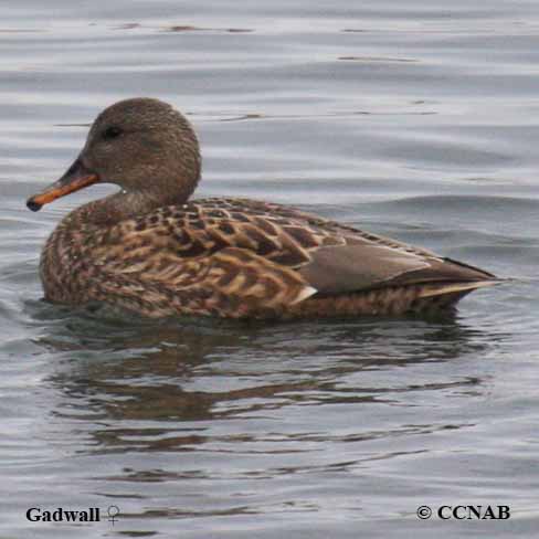 Birds of North America