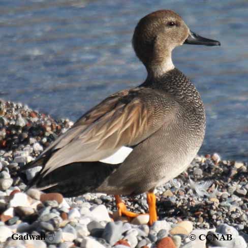Birds of North America