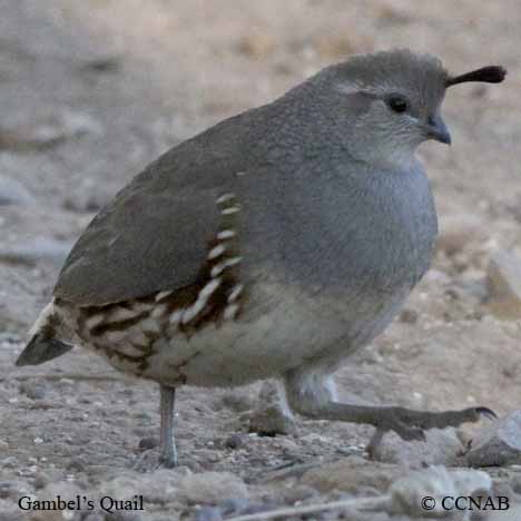 Birds of North America