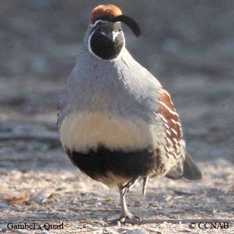 Birds of North America