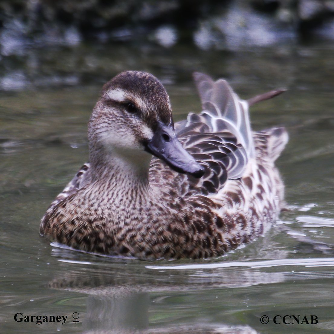 Birds of North America