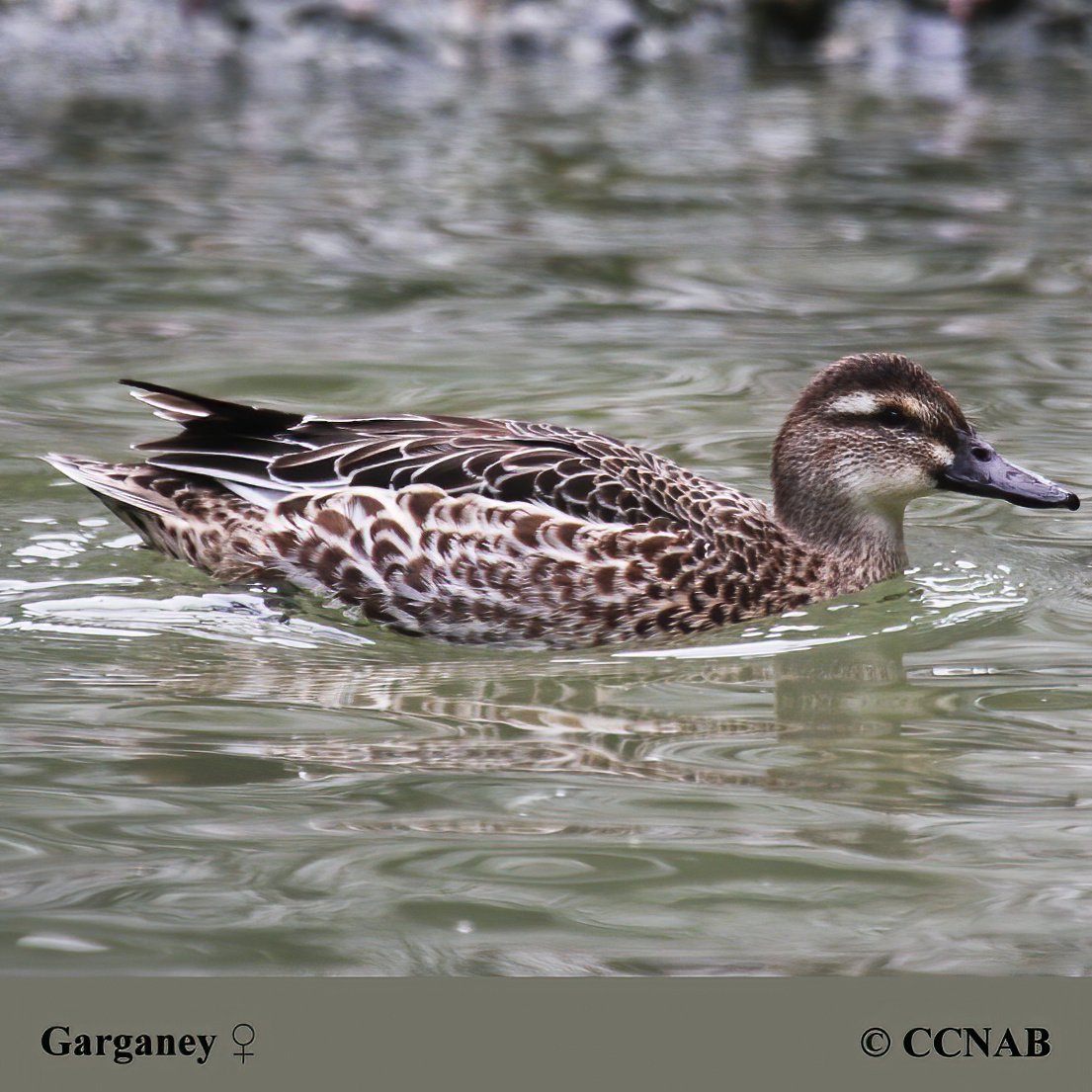 Birds of North America