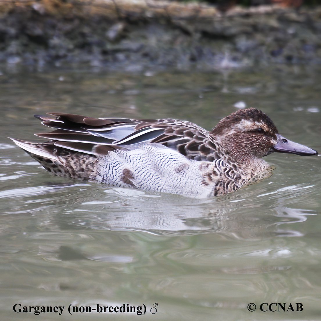 Birds of North America