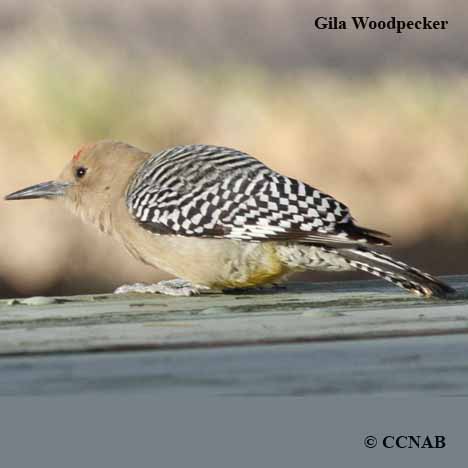 Birds of North America