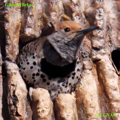 North American Birds