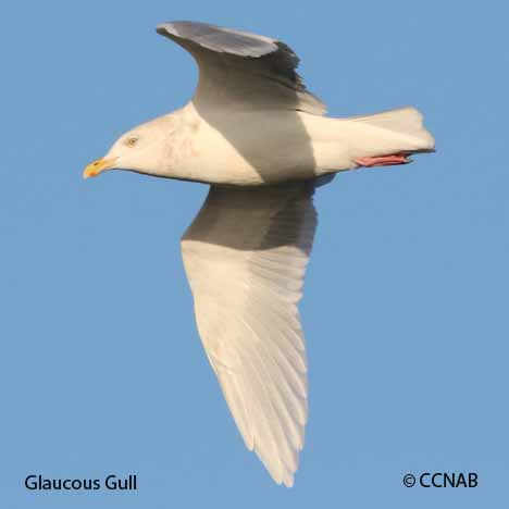 Birds of North America